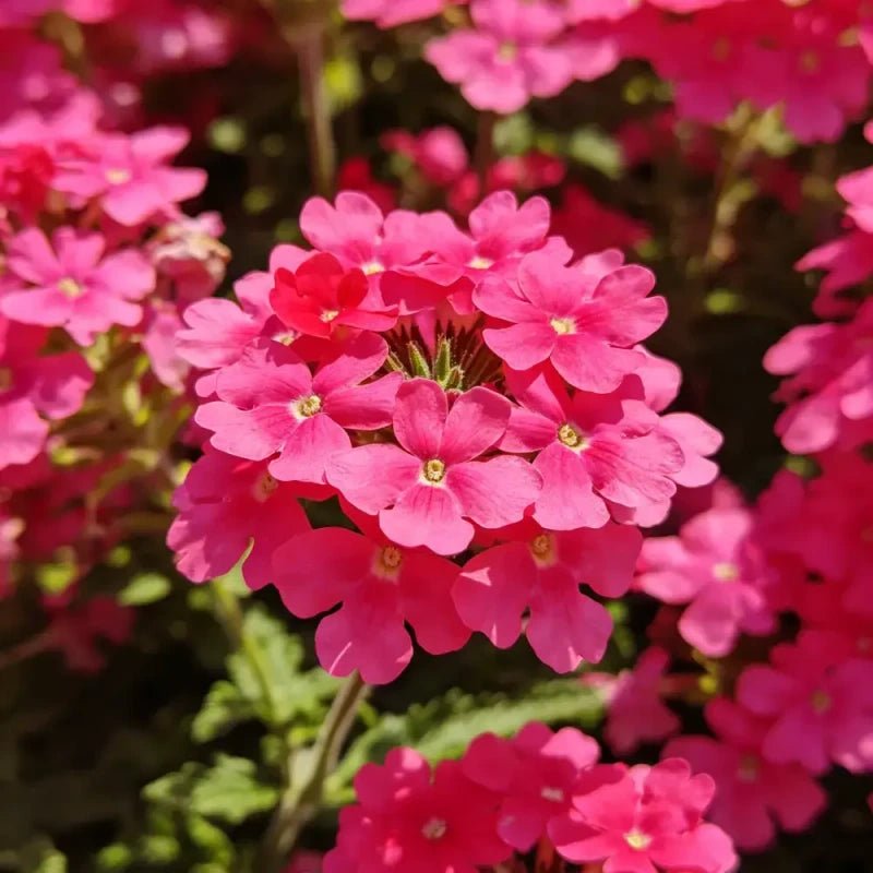 Rose Red Verbena Seeds - Verdseeds